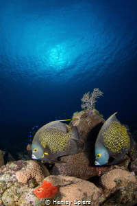 Faithful French Angelfish by Henley Spiers 